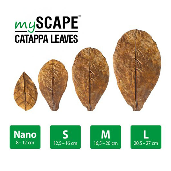 ARKA myScape Catappa Leaves